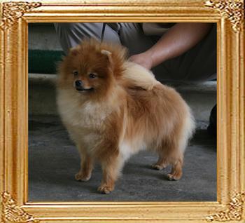 Canton_Baby_Cake_1.8lbs_1yr_1mo__9473.jpg