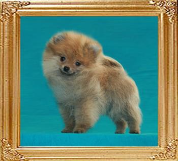 Canton_Baby_Cake__6015_3mo_1.6lbs_6-6_47510.jpg