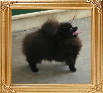 Canton_Babylon__1___18cm_4lbs_47056.jpg