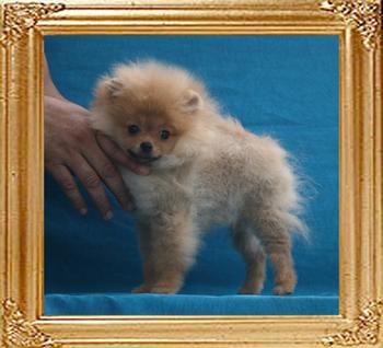 Canton_Bacardi_Li_2.09lbs_4mo_6741.jpg