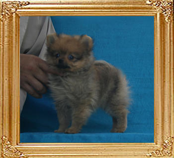 Canton_Baroness_Belle_1.65lbs_2mo_2wk_P6-6_0361.jpg