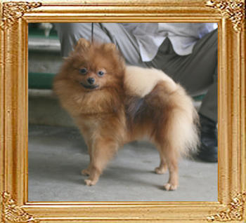 Canton_Baroness_Luna_4.4lbs_10mo_5569.jpg