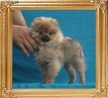 Canton_Baroness_Luna__2.2lbs_4mo_P6-6_7083.jpg