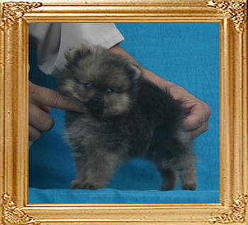 Canton_Baroness_Michelle_0.88lbs_2mo_P6-6_0482.jpg