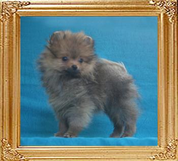 Canton_Beafort_Luca_2lbs_2mo_2wk_2240.jpg
