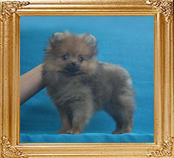 Canton_Beaufort_Strasse_1.87lbs_2mo_2wk_2276.jpg