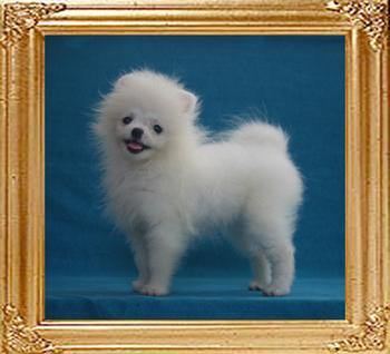 Canton_Beautiful_Maiden_3mo_2lbs_3043_.jpg