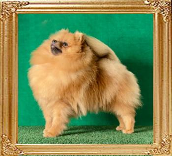 Canton_Becky_King_8mos.jpg