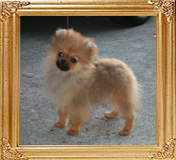 Canton_Believe_In_Mt_Crest_4mo_1.3lbs_1__7669.jpg