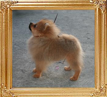 Canton_Believe_In_Mt_Crest_4mo_1.3lbs_7646.jpg
