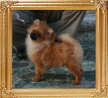 Canton_Believe_Mt_Crest_2____4.5lbs_21cm_5mo_47513_2nd.jpg