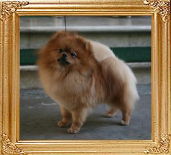 Canton_Believe_in_Mt_Crest_1yr_3mo_47513.jpg