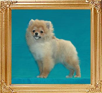 Canton_Beralda_Moon__6444_4mo_4lbs_6-6_47512.jpg