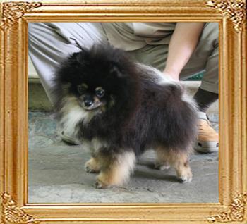 Canton_Billy_the_Kid_1yr_6mo_2409_.jpg