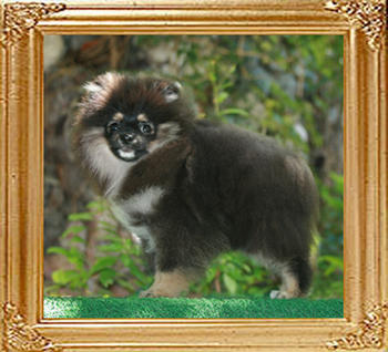Canton_Billy_the_Kid_7197_4mo_3.3lbs_47514.jpg