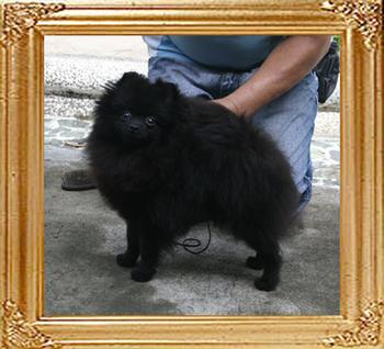 4.6lbs at 1o months Canton_Black_Emperor_10mo_4.6lbs_47515.jpg