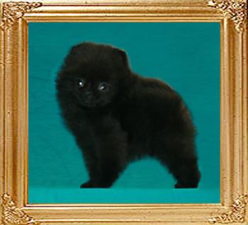 1.1lbs at 2mos Canton_Black_Emperor_6088_2mo_1.1lbs_6-6_47515.jpg