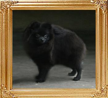 Canton_Black_Empress_7mo_2wk_3.6lbs_47516.jpg