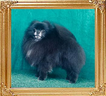 Canton_Black_Lion_1282_2.jpg
