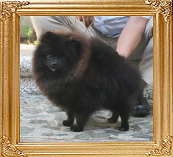 Canton_Black_Mask_6.3lbs_9mo_2733.jpg