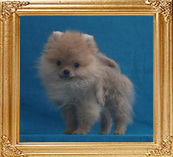 Canton_Bling_Blake_3mo_1.32lbs_P6-6_4414.jpg