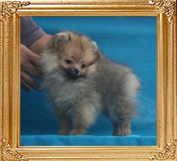 Canton_Bling_Star__1.76lbs_2mo_2wk_P6-6_5349.jpg