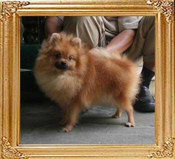 Canton_Boogie_Strut_7mo_1wk_5lbs_P6-6_9482_.jpg