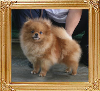 Canton_Brava_Cymba_2yr_4.4lbs_1686.jpg