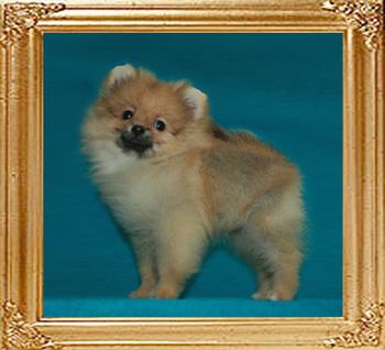 Canton_Brave_Queen_2mo_3wk_1.6lbs_47262.jpg