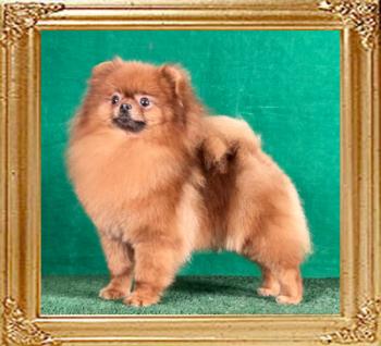 Canton_Bravia_Harvey_2_yrs_1_mo_final_8907.jpg