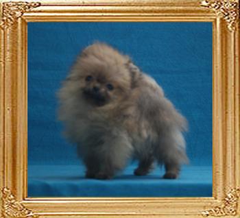 0.9lbs at 2months 2weeks Canton_Bravia_Mistica_2mo_2wk_0.9lbs_2619.jpg