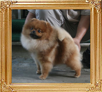 Canton_Bravia_Star_1yr_2mo_5.5lbs_9327.jpg