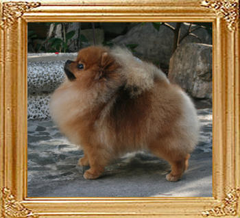 Canton_Bravia_Star_1yr_4mo_5.72lbs_3897.jpg