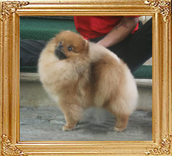 Canton_Bravia_Star_1yr_7mon_5.39lbs_6084.jpg