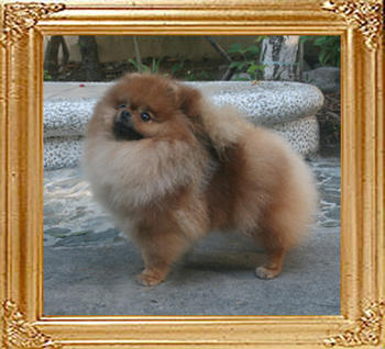 Canton_Bravia_Star_5.37lbs_1yr_5857.jpg