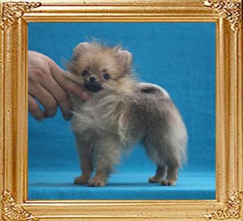 Canton_Bravo_Mystique_2mo_2wk_1.1lbs_3390.jpg