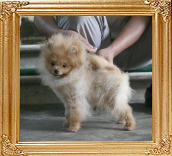 Canton_Bravo_Supreme_3.08lbs_5mo_P6-5_3327.jpg