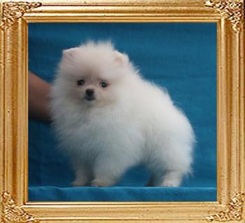 Canton_Bridget_Jane__1.1lbs_2mo_2wk_P6-5_5555.jpg