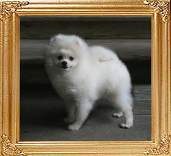 Canton_Brillance_of_Chiao_Li_Ya_5mo_1lbs_21_49515.jpg