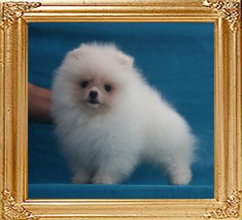 Canton_Brillant_Jones_1.54lbs_2mo_2wk_P6-5_5334.jpg