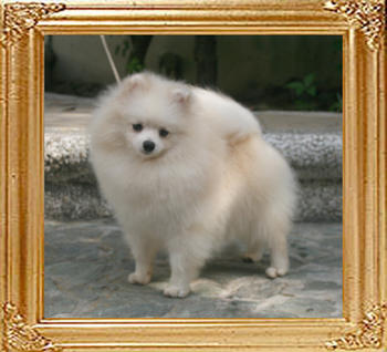 Canton_Brillant_Jones_5.94lbs_9mo_7528.jpg