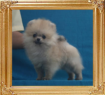 Canton_Brillant_Kalala_3mo_2wk_1.32lbs_P6-6_4327.jpg