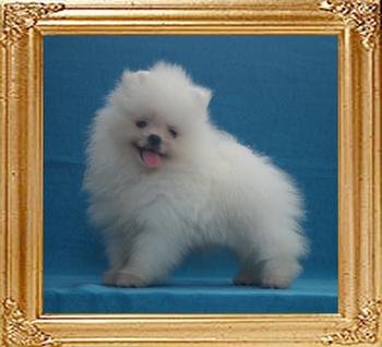 Canton_Brillant_Queen_2mo_1wk_1.6lbs_P6-6.jpg