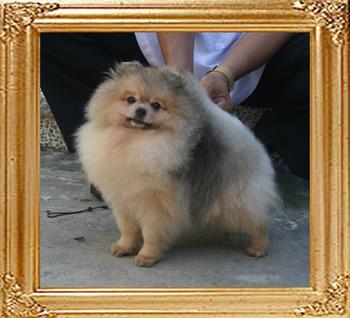 Canton_Bruce_Lee_2yr_8mo_6lbs_8331.jpg