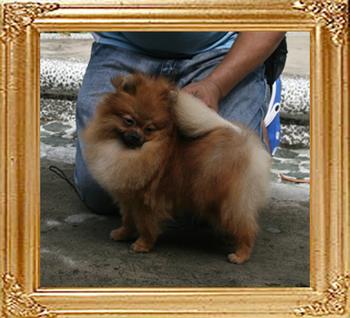Canton_Caesars_Gold_10mo_4lbs_47517.jpg