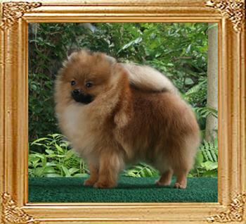 Canton_Caesars_Gold_3.8lbs_8mo_2wk_47517.jpg