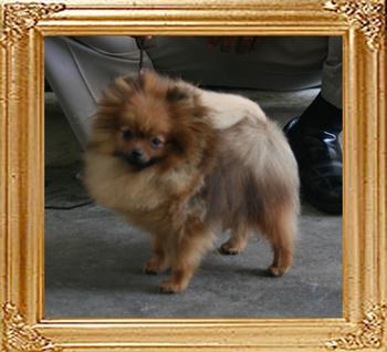 Canton_Cajun_Queen_1.5lbs_1yr_9371.jpg