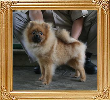 Canton_Carlitos_Dream_5.39lbs_5mo_P6-5_3370.jpg