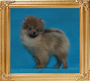 Canton_Carmela_Dream_2.4lbs_3mo_3wk_49173.jpg