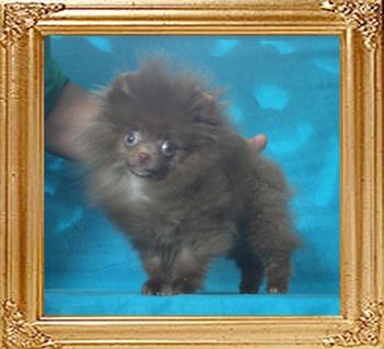 Canton_Chocolate_Dream_4mo_1.6lbs_P6-6_8682.jpg